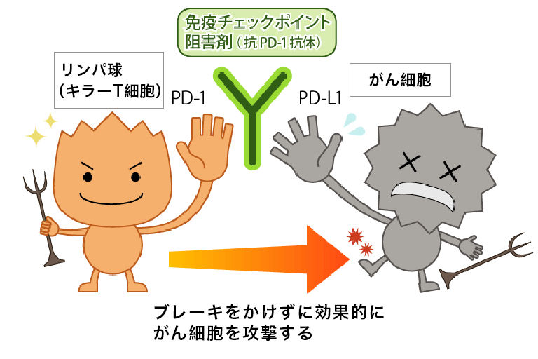 免疫チェックポイント阻害剤イラスト2
