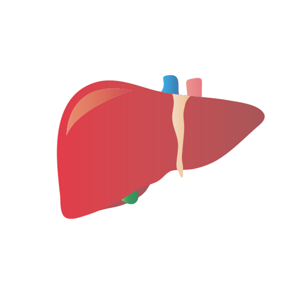 肝臓