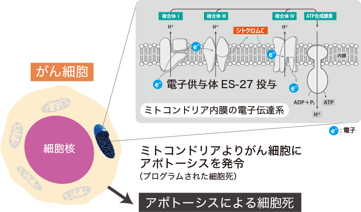 アポトーシス誘導