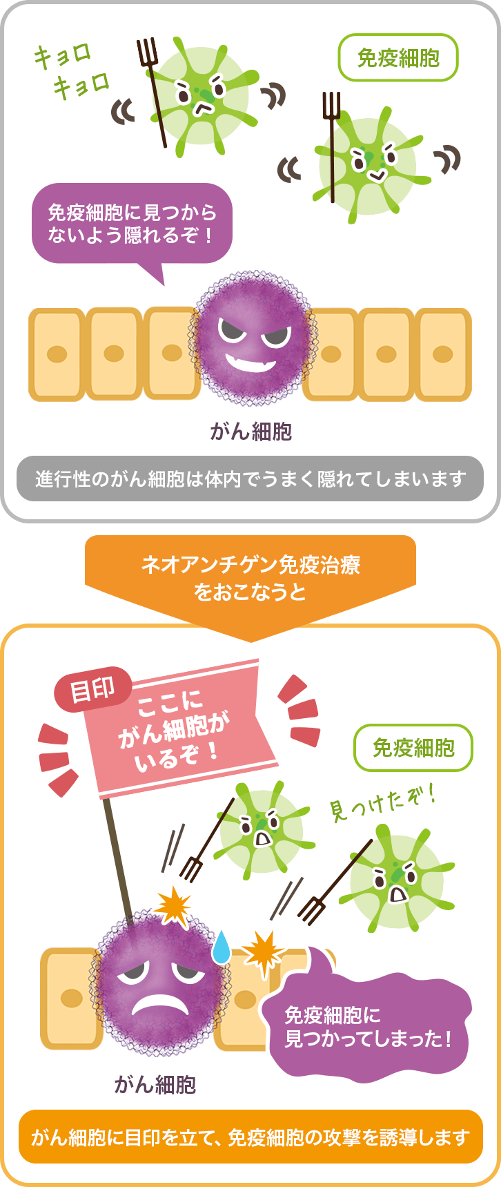 がん細胞に目印を立て、免疫細胞の攻撃を誘導します