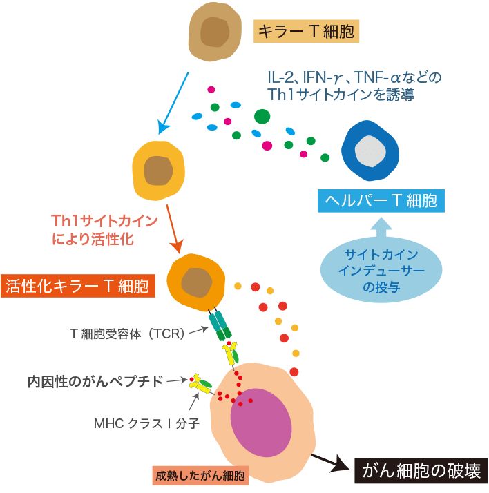 サイトカイン誘導
