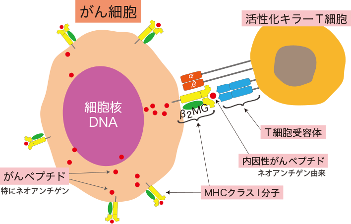 内因性がんペプチド誘導